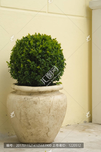 大瓷罐中的植物