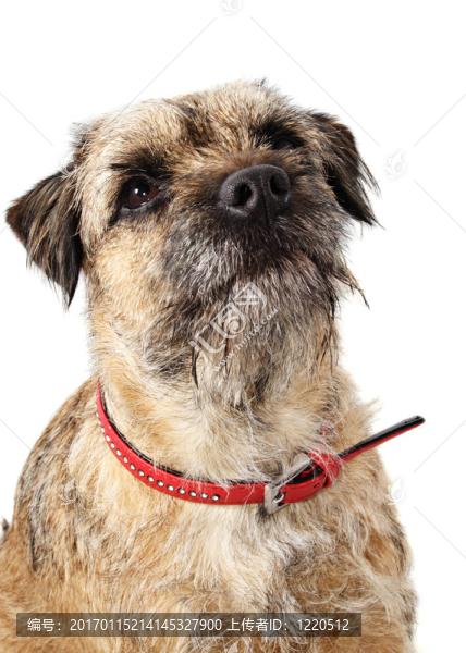 邊境梗犬
