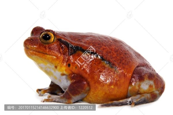 番茄蛙（Dyscophus,Antongilii）