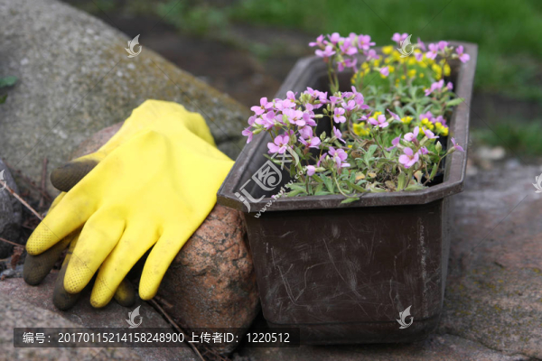 花園里的花和設(shè)備