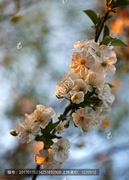 花櫻桃