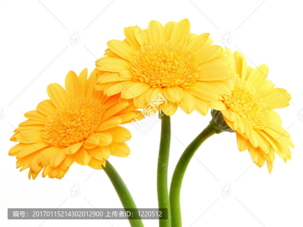 黃色太陽(yáng)花2