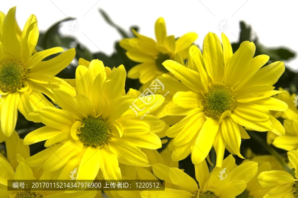 黃色的雛菊