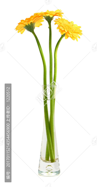 黃色的太陽花