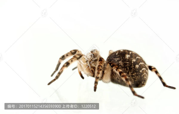 狼蛛