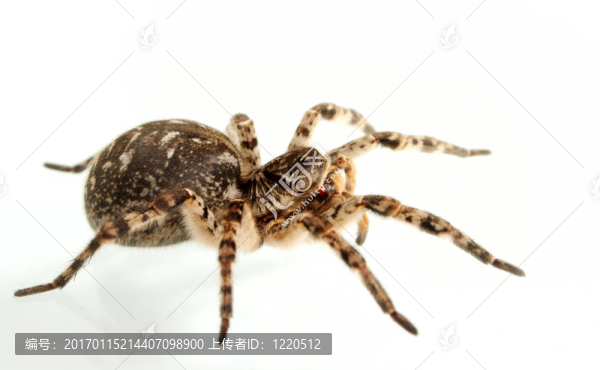 狼蛛