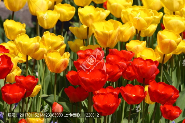 黃色和紅色的郁金香