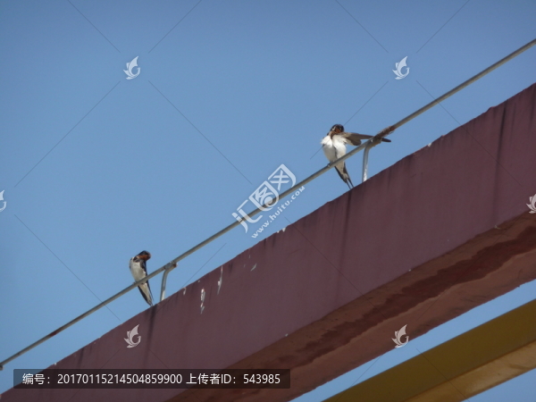 比翼雙飛