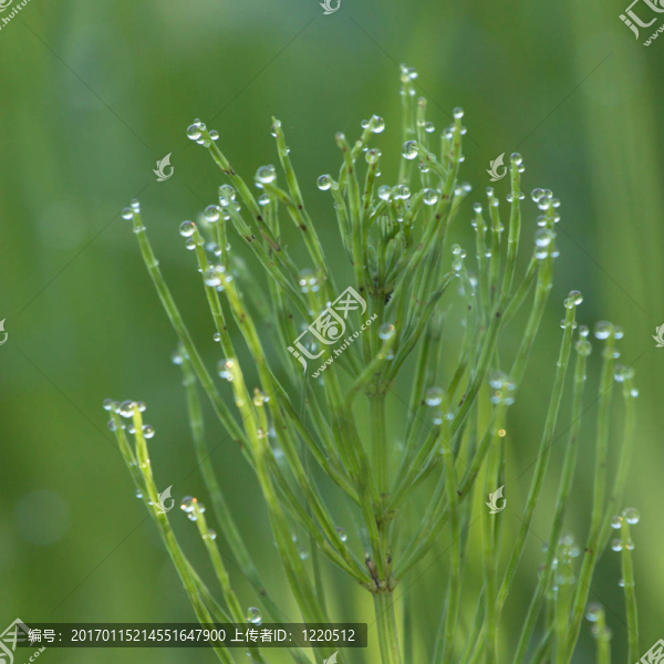 Field,Horsetail在露
