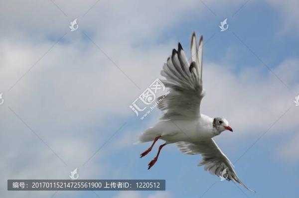 海鷗