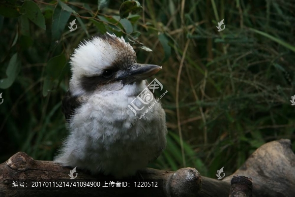 笑翠鳥