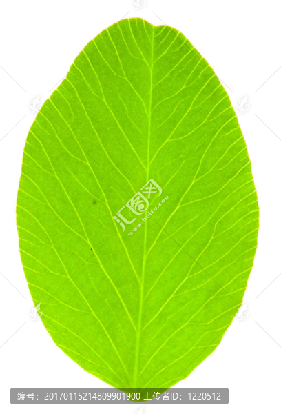 葉的三葉草