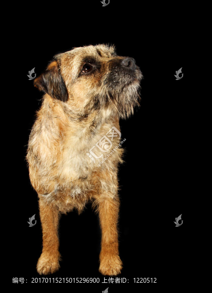 邊境梗犬