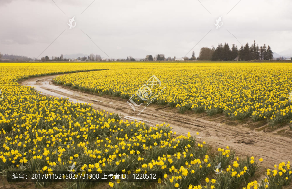 daffodiil農(nóng)場盛開