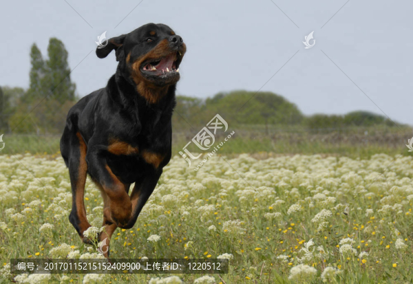 運(yùn)行的羅特韋爾犬