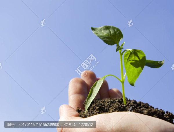 植物在手