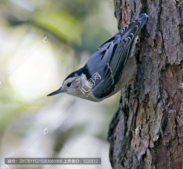 鳾
