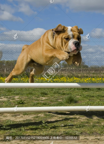 跳斗牛犬