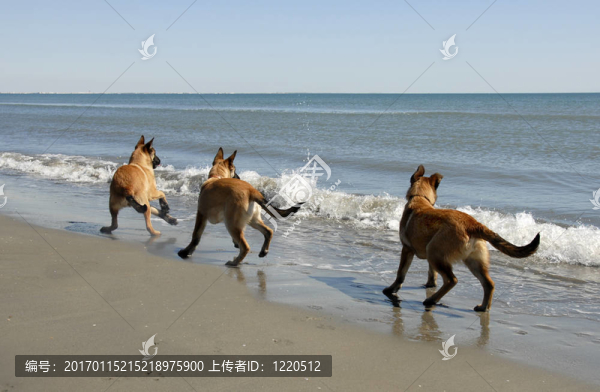 三馬里努阿犬和海