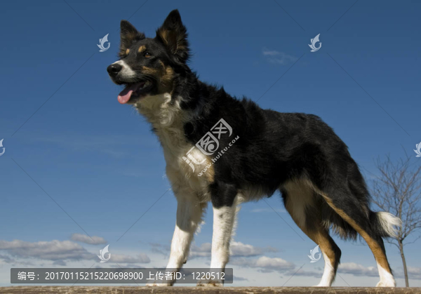 邊境牧羊犬