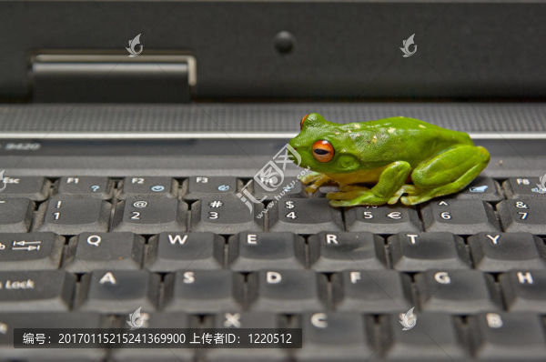 青蛙鍵盤