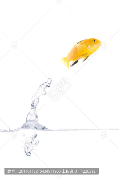 跳躍的