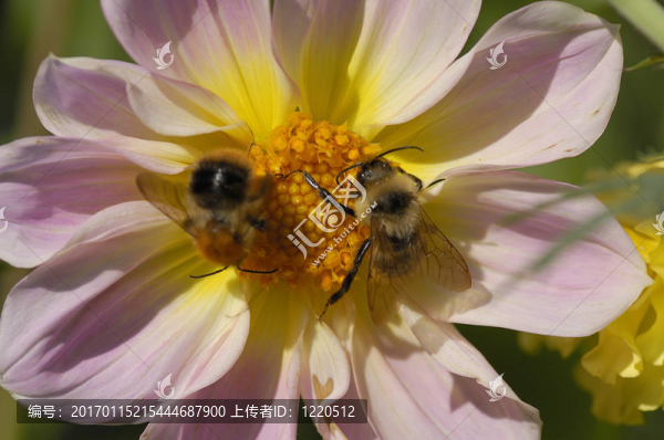兩大黃蜂特寫