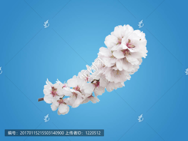 杏仁的背景