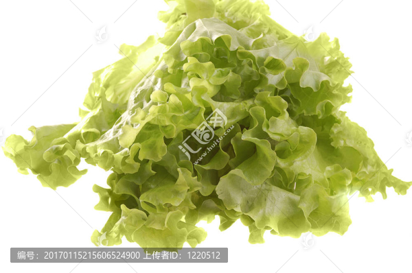 生菜