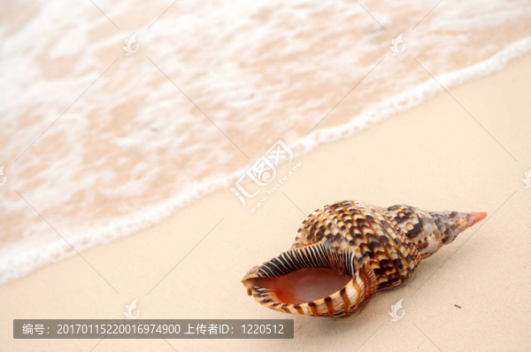 貝殼和海浪