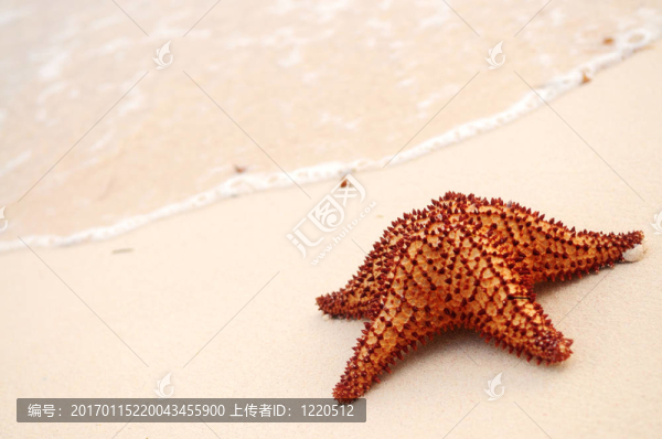 海星和海洋波
