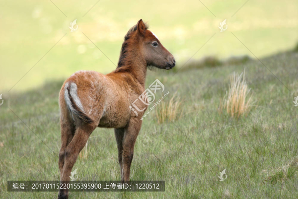 野生的小馬駒