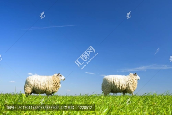 兩只羊在草地上散步