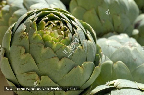 朝鮮薊