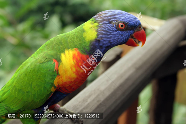 鸚鵡棲息在窗臺(tái)