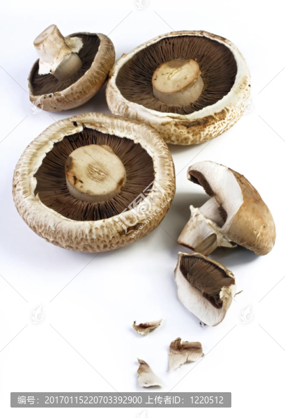 蘑菇
