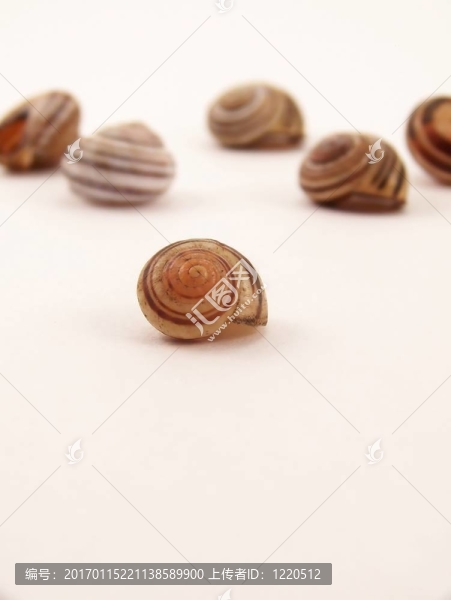 蝸牛殼群