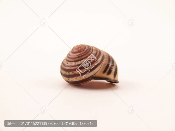 條紋的蝸牛殼