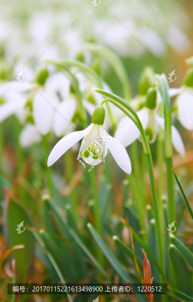 雪花蓮