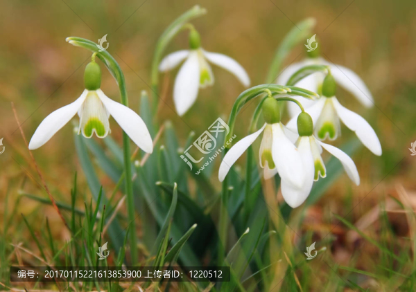 雪花蓮