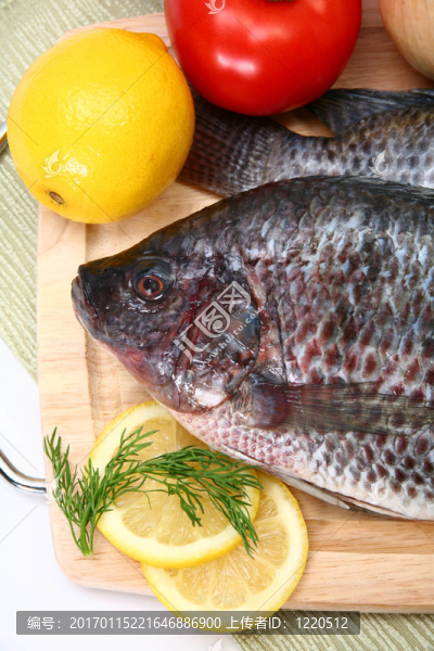 新鮮的ttilapia