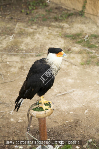黑色的鳥