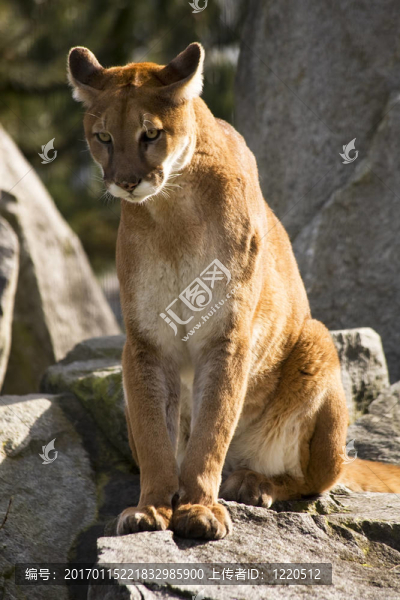 獅獅尋找獵物