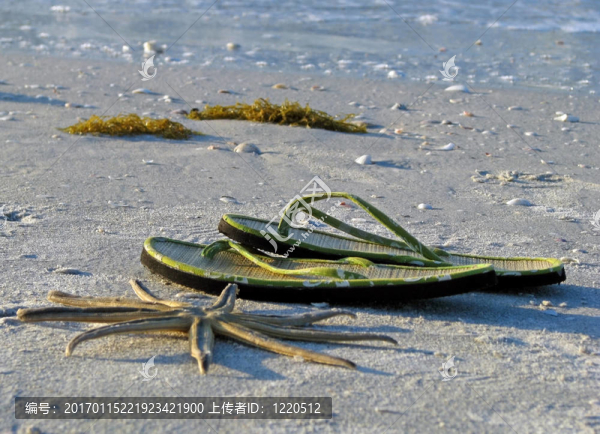 海星涼鞋