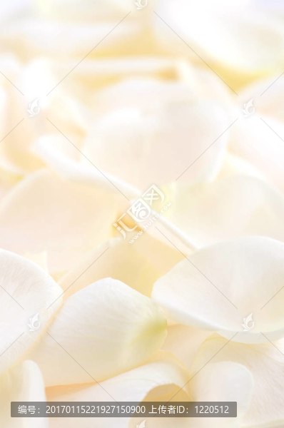 玫瑰的花瓣