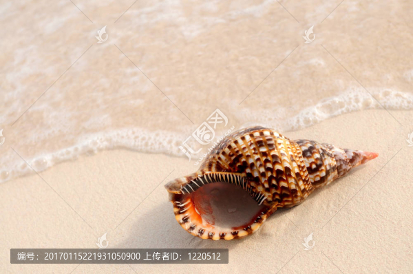 貝殼和海浪