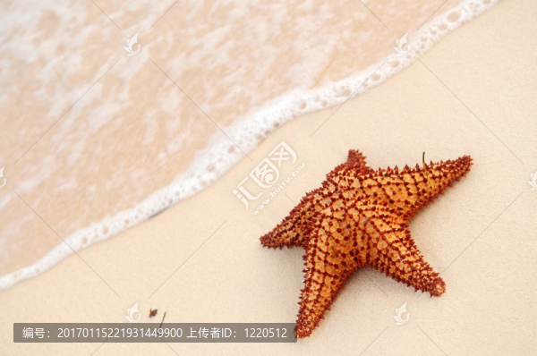 海星和海洋波