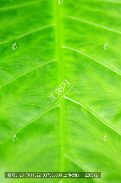 綠色熱帶葉背景