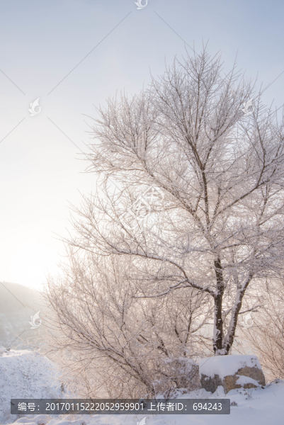 雪,雪景,白雪,仰天山風(fēng)光,冬