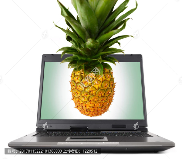 菠蘿